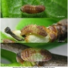 sat pruni larva2 volg